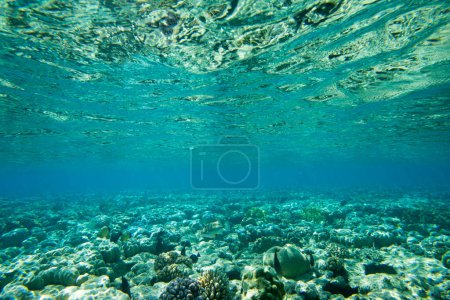 Photo for Tranquil underwater scene with copy space - Royalty Free Image