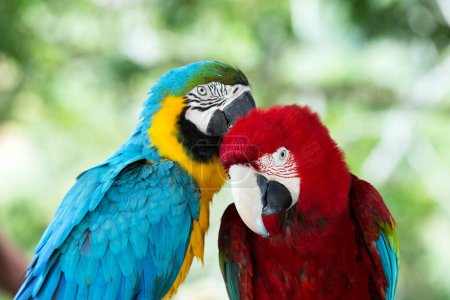 Téléchargez les photos : Paire de perroquets aras colorés - en image libre de droit
