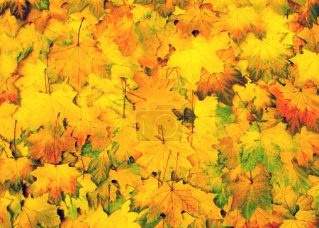 Photo for Background of autumn leaves - Royalty Free Image