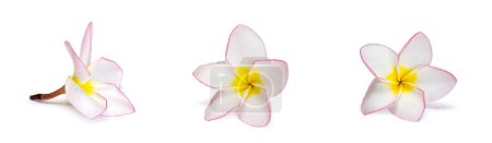 Photo for Frangipani flower on white background - Royalty Free Image