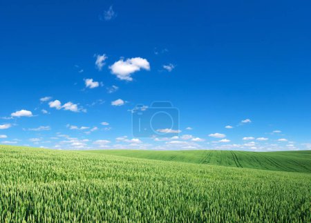 Photo for Field of grass and perfect sky - Royalty Free Image