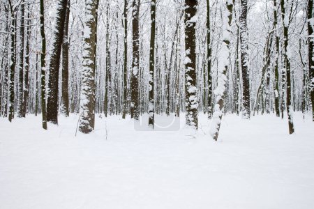 Téléchargez les photos : La forêt d'hiver et la route. Paysage hivernal - en image libre de droit