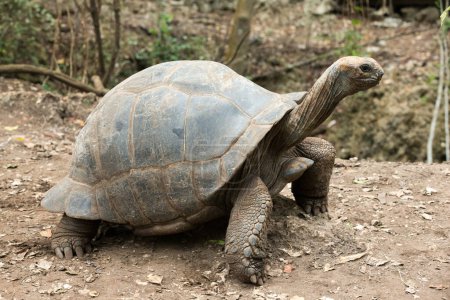 Photo for Galapagos Tortoise in a nature reserve - Royalty Free Image