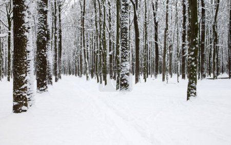 Photo for Winter forest and the road. Winter landscape - Royalty Free Image