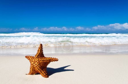 Photo for Beach and beautiful tropical sea. Red starfish on sunny tropical beach - Royalty Free Image