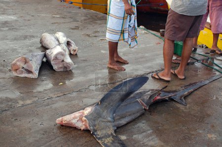 Shark and view of barefooted legs in the fishing port early in the morning in Sri Lanka