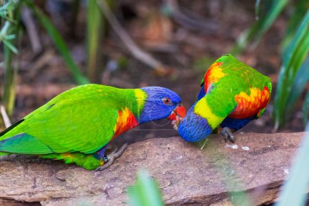 Photo for A couple of rainbow lorikeets eating berries. Australian parrot. Selective focus. - Royalty Free Image