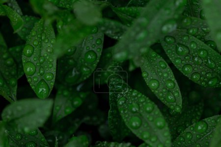 Photo for Green Leaf Nature Background - Royalty Free Image