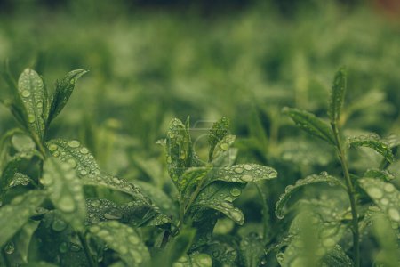 Photo for Green Leaf Nature Background - Royalty Free Image