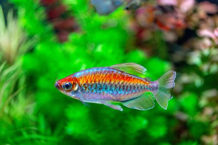Photo for Congo tetra fish (Phenacogrammus interruptus) is a species of fish in the African tetra family, found in the central Congo River Basin in Africa. Famous aquarium ornamental fish. Soft focus - Royalty Free Image