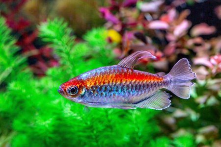 Photo for Congo tetra fish (Phenacogrammus interruptus) is a species of fish in the African tetra family, found in the central Congo River Basin in Africa. Famous aquarium ornamental fish. Soft focus - Royalty Free Image