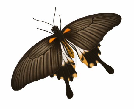 Téléchargez les photos : Illustration du papillon commun mormon - en image libre de droit