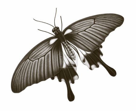 Téléchargez les photos : Illustration du papillon commun mormon - en image libre de droit