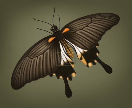 Foto de Ilustración de mariposa mormona común - Imagen libre de derechos