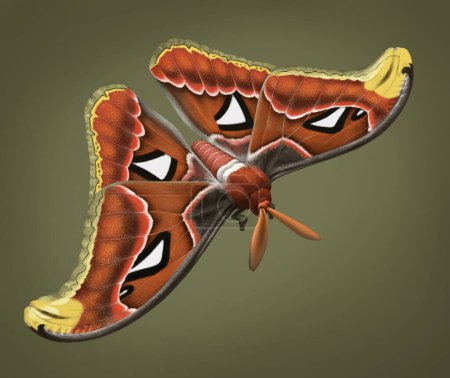 Photo for Illustration of Atlas moth butterfly - Royalty Free Image