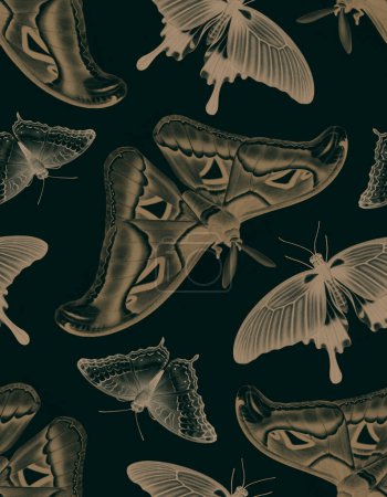 Téléchargez les photos : Illustrations de papillons tropicaux, motif sans couture - en image libre de droit