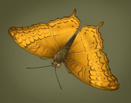 Photo for Illustration of Cruiser butterfly - Royalty Free Image