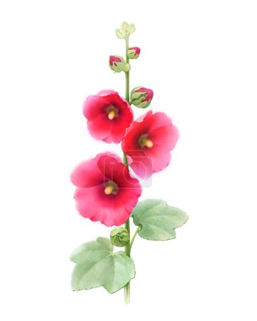 Photo for Illustration of a mallow flower - Royalty Free Image