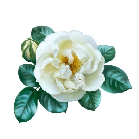 Foto de Ilustración digital de la rosa blanca - Imagen libre de derechos