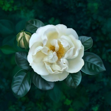 Téléchargez les photos : Illustration numérique de la rose blanche - en image libre de droit