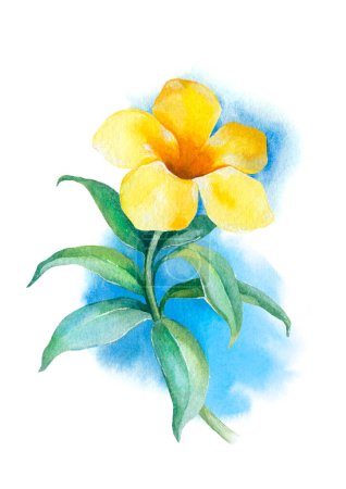 Téléchargez les photos : Aquarelle fleur de trompette jaune doré. Illustration peinte à la main - en image libre de droit