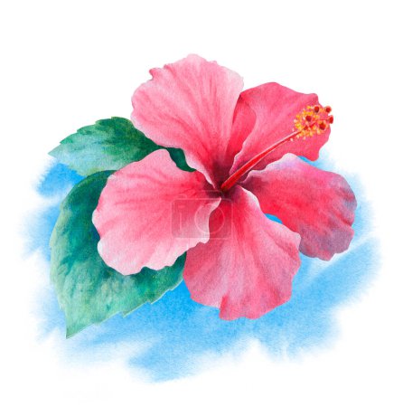 Foto de Flor de hibisco acuarela. Ilustración pintada a mano - Imagen libre de derechos