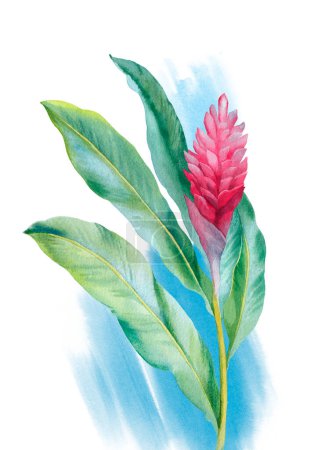 Téléchargez les photos : Aquarelle fleur de gingembre rouge. Illustration peinte à la main - en image libre de droit