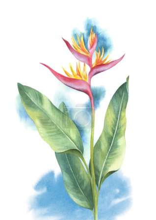 Photo for Watercolor heliconia flower. Hand painted illustration - Royalty Free Image