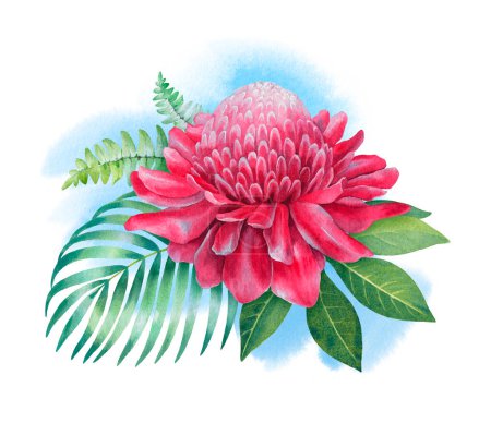 Téléchargez les photos : Torche aquarelle fleur de gingembre. Illustration peinte à la main - en image libre de droit