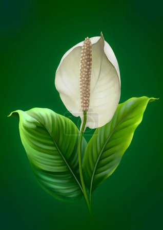 Photo for Illustration of the Anthurium flower. Digital art - Royalty Free Image