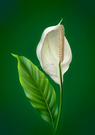 Photo for Illustration of the Anthurium flower. Digital art - Royalty Free Image