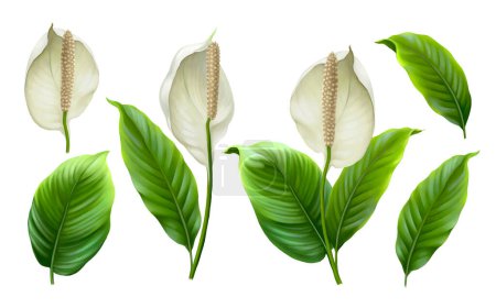 Photo for Illustrations of Anthurium flowers. - Royalty Free Image