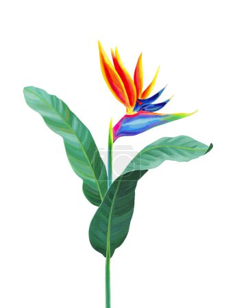 Foto de Hand painted illustration of Sterlitzia flower. Acrylic bird of paradise flower. Perfect for invitations, greeting cards, posters, postcards, and other printed goods. - Imagen libre de derechos