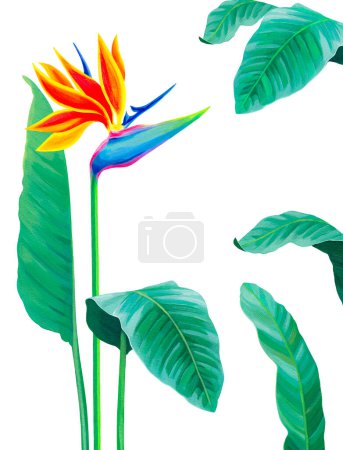 Foto de Hand painted illustration of Sterlitzia flower. Acrylic bird of paradise flower. Perfect for invitations, greeting cards, posters, postcards, and other printed goods - Imagen libre de derechos