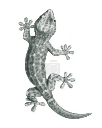 Photo for Hand drawn illustrations of Tokay Gecko. Pencil drawing - Royalty Free Image