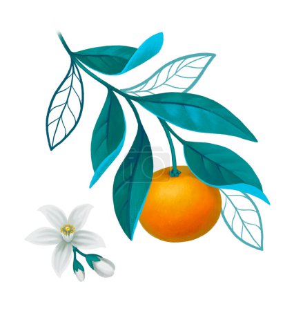Foto de Ilustración pintada a mano de rama de naranjo. Perfecto para carteles, tarjetas de felicitación, papelería y otros productos - Imagen libre de derechos