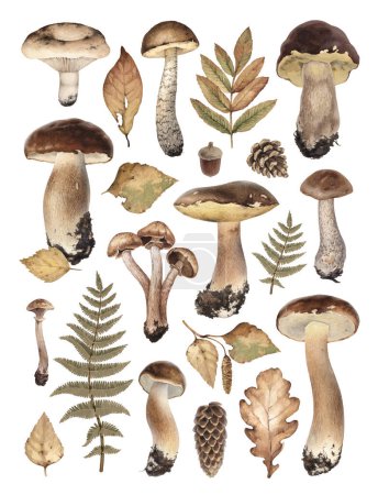 Téléchargez les photos : Illustrations aquarelles de la forêt d'automne nature : champignons, feuilles et cônes. Style Cottegecore. Parfait pour le textile maison, le design d'emballage, les affiches, la papeterie et autres imprimés - en image libre de droit