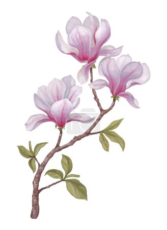 Photo for Hand painted acrylic illustration of magnolia flower. Perfect for poster, home textile, packaging design, stationery, wedding invitations and other prints - Royalty Free Image