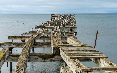 Muchas aves marinas cormoranes imperiales en el muelle abandonado de Punta Arenas en Chile