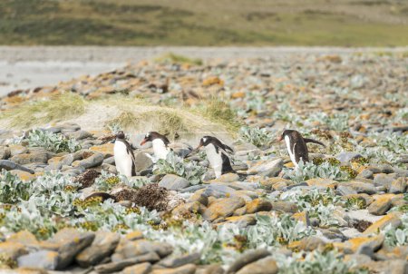 Foto de Grupo de pingüinos Gentoo saltando sobre rocas al mar en Bluff Cove Falkland Islands - Imagen libre de derechos