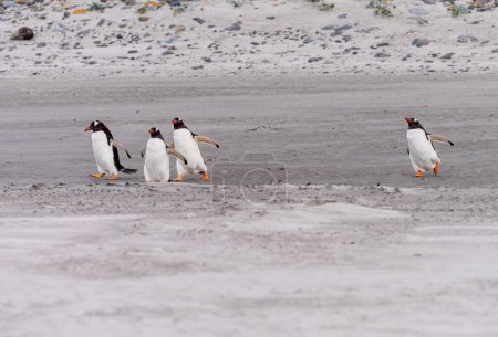 Foto de Grupo de pingüinos Gentoo corriendo en la playa al mar en Bluff Cove Falkland Islands - Imagen libre de derechos