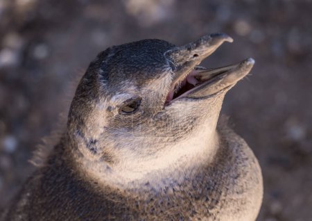 Foto de Pollito pingüino magallánico haciendo una llamada y mostrando papilas puntiagudas en su boca en el santuario de pingüinos Punta Tombo - Imagen libre de derechos