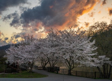 Téléchargez les photos : Ancien pont à poutres en acier transportant des sentiers pédestres et cyclables à Morgantown WV au-dessus du ruisseau Deckers avec des fleurs de cerisiers en fleurs au printemps - en image libre de droit