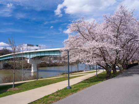 Téléchargez les photos : Pont de Westover par la piste pédestre et cyclable dans Morgantown Virginie-Occidentale avec des fleurs de cerisier - en image libre de droit
