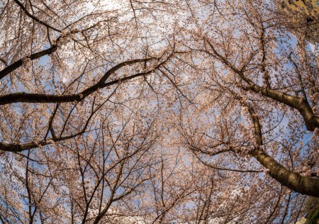 Téléchargez les photos : Vue dans le ciel au-dessus de la piste pédestre et cyclable à Morgantown Virginie-Occidentale avec des fleurs de cerisier - en image libre de droit