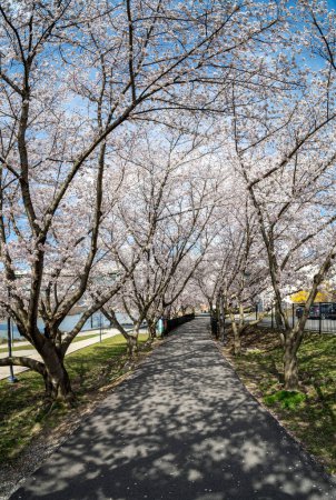 Téléchargez les photos : Sentier pédestre et cyclable à Morgantown Virginie-Occidentale avec des fleurs de cerisier - en image libre de droit