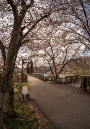 Foto de Vieja viga de acero puente que lleva sendero a pie y en bicicleta en Morgantown WV sobre Deckers Creek con flores de cerezo floreciendo en la primavera - Imagen libre de derechos