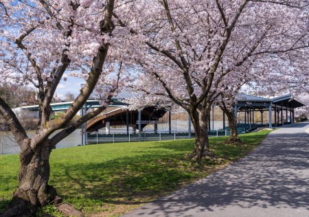 Téléchargez les photos : Amphithéâtre Ruby par la piste pédestre et cyclable à Morgantown Virginie-Occidentale avec des fleurs de cerisier - en image libre de droit