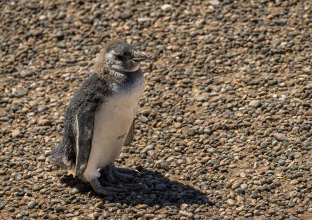 Photo for Single magellanic penguin chick fledging and losing its early feathers in Punta Tombo - Royalty Free Image