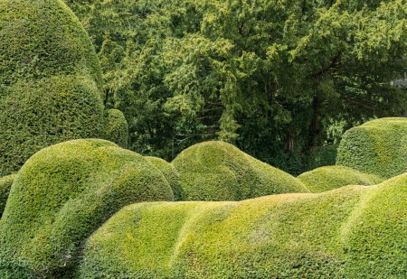 Photo for Yew trees trimmed in very curvy sensuous shapes in garden in Yorkshire, England - Royalty Free Image